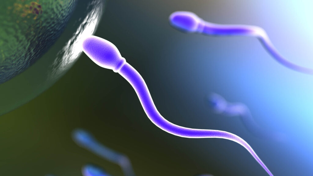 erkeklerde sperm kalitesi